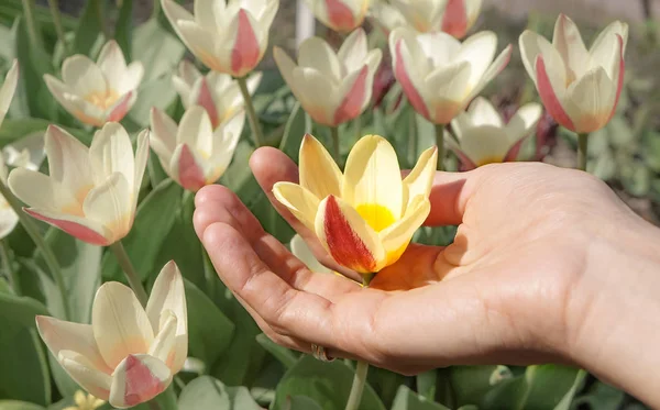 Flor de tulipa na palma da sua mão — Fotografia de Stock