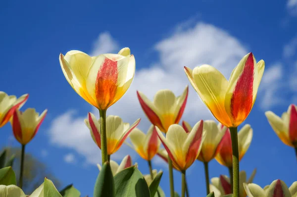 Tulipas de primavera em plena floração — Fotografia de Stock