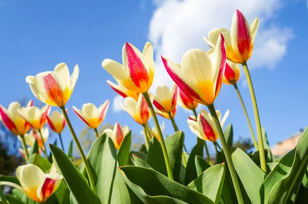 Tulipas de primavera em plena floração — Fotografia de Stock