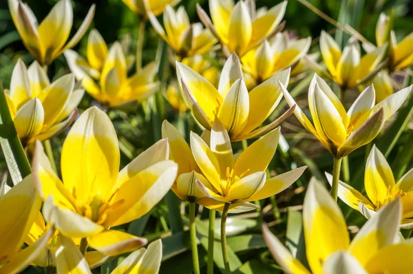 Tulipas de primavera em plena floração — Fotografia de Stock