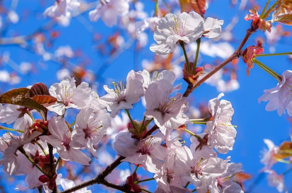 Třešňové květy na pozadí jarní modré oblohy. — Stock fotografie