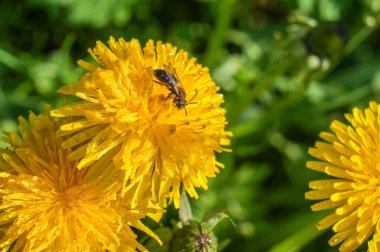 Sarı dandelions baharda çiçek açan bir şehirde Park, Saint Petersburg.