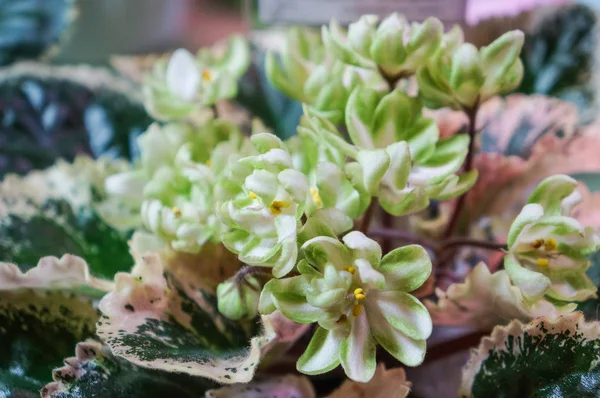제비 꽃 화분된 꽃 봄 집에 특이 한 녹색 꽃 — 스톡 사진