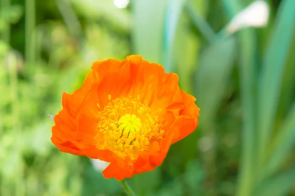 Colorful poppy flowers in the spring sunshine — Stock Photo, Image
