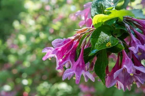 Weigela (Wigel retx) ดอกไม้ในฤดูใบไม้ผลิในสวนสาธารณะในเซนต์ปีเตอร์สเบิร์ก . — ภาพถ่ายสต็อก