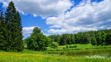 Rusya. Erken Haziran 2016 Pavlovsk parkta. Doğal peyzaj. 