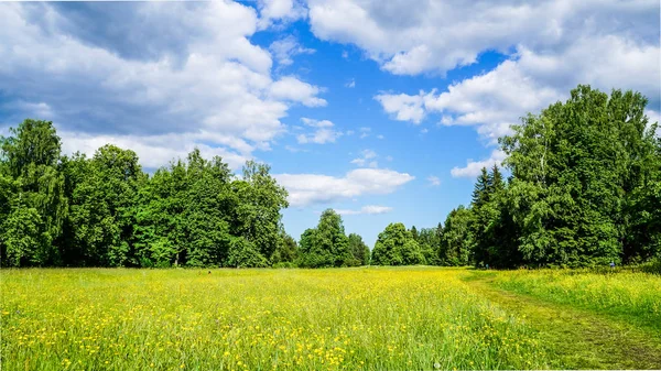 Rosja. Pavlovsk Park na początku czerwca 2016 r. Naturalny krajobraz. — Zdjęcie stockowe