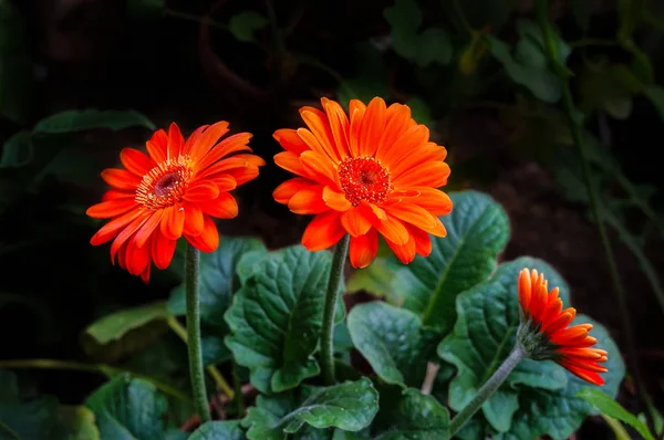 Помаранчеві квіти гербери на темному тлі — стокове фото