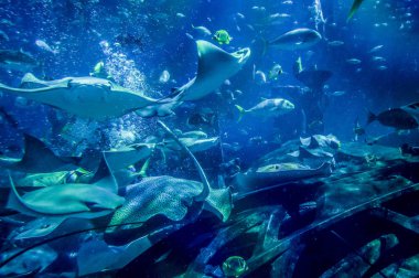Dubai. 2016 yaz. Birçok büyük Palm Atlantis akvaryumda balık.