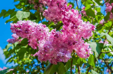 Bahçedeki leylak dalı erken baharda çiçeklenme