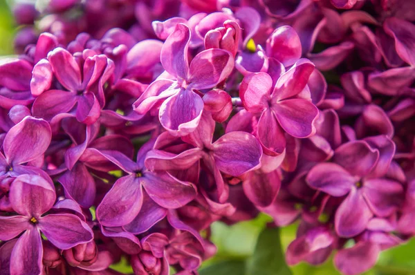 Flowering branch of lilac in the spring garden — Stock Photo, Image