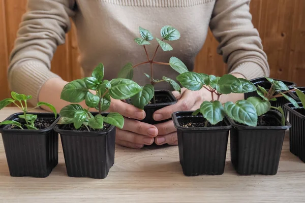 Las manos de la mujer sosteniendo planta joven en primavera — Foto de Stock