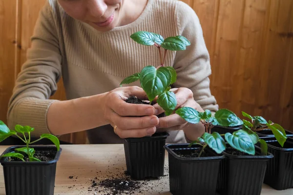 Las plantas femeninas se plantan en la primavera . — Foto de Stock