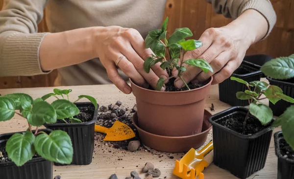 Las manos de la mujer sosteniendo planta joven en primavera — Foto de Stock