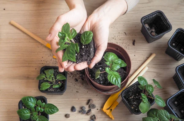 Las manos de la mujer sosteniendo planta joven en primavera — Foto de Stock