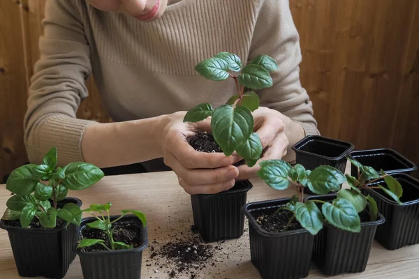 La mujer plantó las plantas jóvenes en macetas en la primavera — Foto de Stock