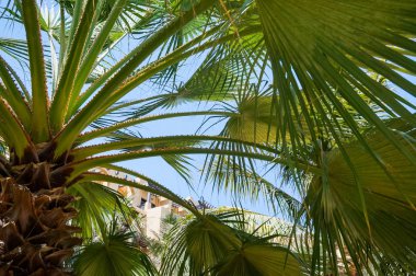 Dubai. 2016 yaz aylarında. Hilton Ras Al Khaima otel Basra Körfezi üzerinde vaha.