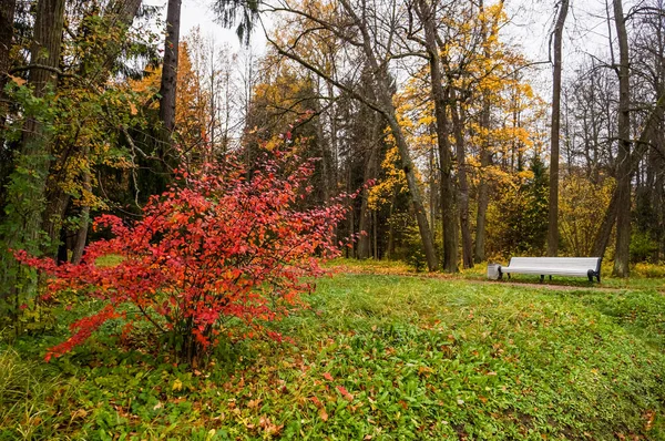 Rosyjski jesień krajobraz. Ścieżki w Oranienbaum Park. Saint-Petersburg. Jesień 2016. — Zdjęcie stockowe