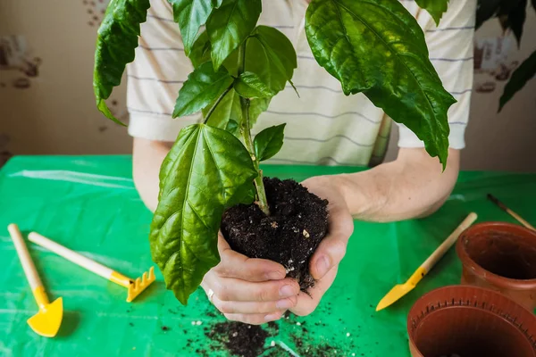 Les mains des hommes sont transplantées les jeunes plantes au printemps . — Photo