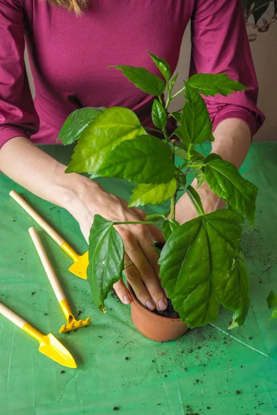 Les mains des femmes sont transplantées les jeunes plantes au printemps . — Photo