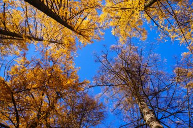 Sonbahar manzara. Mavi gökyüzü arka plan ağaçta. Puşkin'i parkta Alexandrovsky. Sonbahar 2016.