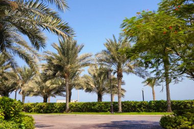 Dubai. 2016 yaz aylarında. Soitel Palm hotel tarihinde Fars Körfezi, Jumeirah vaha.