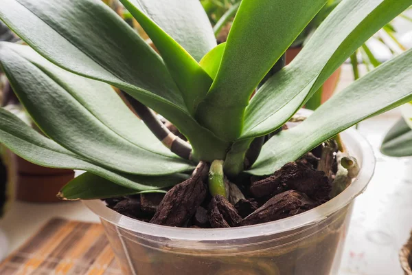 Raíces sanas de plantas jóvenes Orquídea. Cuidado y mantenimiento adecuados de las plantas . — Foto de Stock