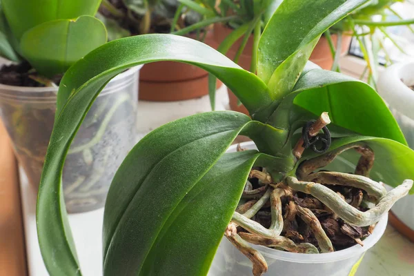 Здоровые корни молодых растений Орхидеи. Правильный уход и обслуживание установок . — стоковое фото