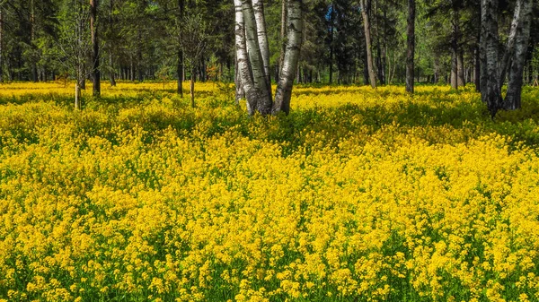 Ένα πεδίο της ανθοφορίας ελαιοκράμβη στο άλσος σημύδα. Κίτρινα λουλούδια. Ιουνίου στην Αγία Πετρούπολη. — Φωτογραφία Αρχείου