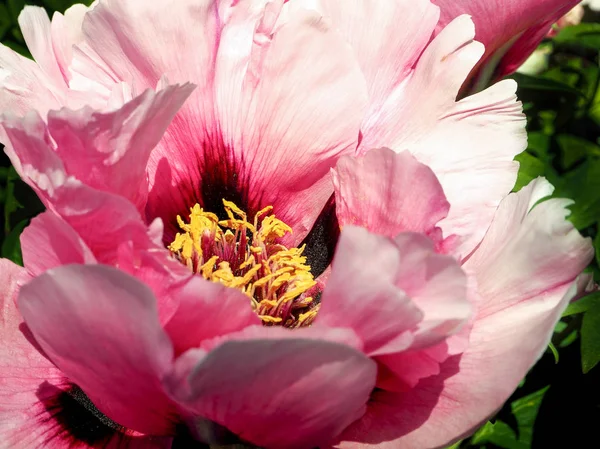 Closeup peônia rosa perfumado. Fundo floral . — Fotografia de Stock