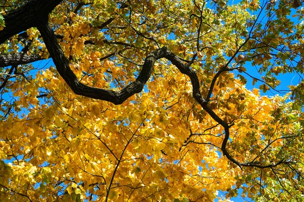 Paesaggio autunnale con foglie d'acero. Parco autunnale. Alberi e foglie autunnali . — Foto Stock