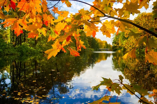 Jesienny krajobraz z liśćmi klonu. Autumnal Park. Jesienne drzewa i liście. — Zdjęcie stockowe