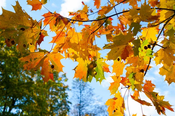 Paesaggio autunnale con foglie d'acero. Parco autunnale. Alberi e foglie autunnali . — Foto Stock