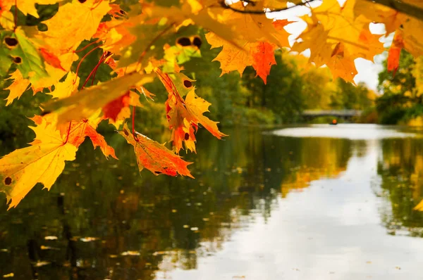 Paesaggio autunnale con foglie d'acero. Parco autunnale. Alberi e foglie autunnali . — Foto Stock