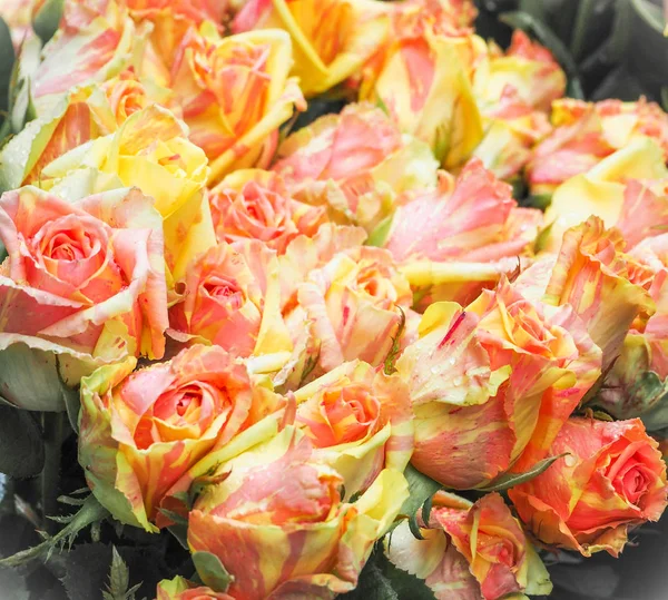 Many roses in a bouquet with water drops. Close-up. The view from the top. — Stock Photo, Image