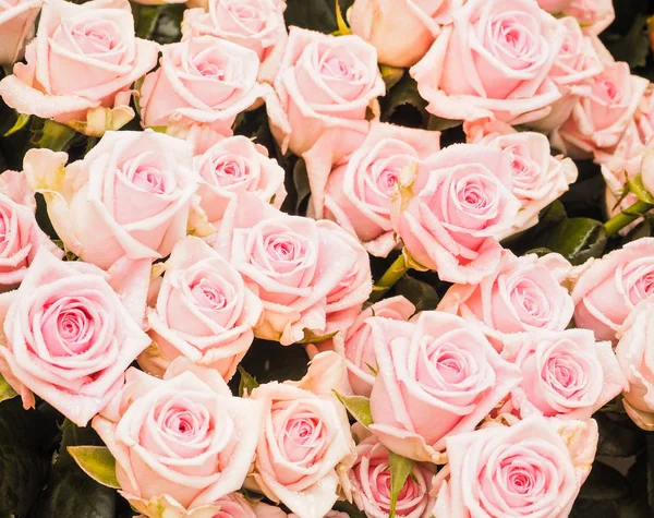 Many roses in a bouquet with water drops. Close-up. The view from the top. — Stock Photo, Image