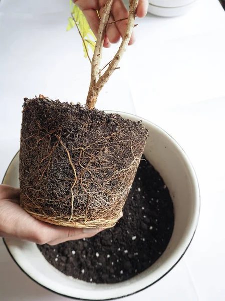 Transplantation de plantes saisonnières. Des racines saines. Transplanter la grenade . — Photo