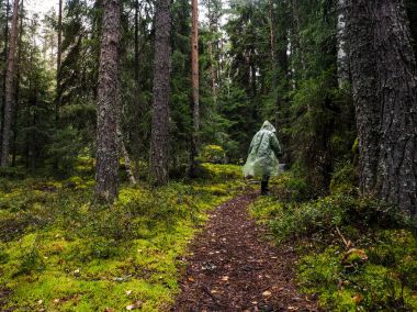 Mistik yağmur ormanları. Ormanın derinliklerinde. Forester yoğun orman ile iz devam ediyor.