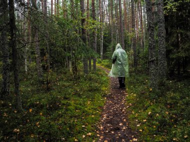 Mistik yağmur ormanları. Ormanın derinliklerinde. Forester yoğun orman ile iz devam ediyor.