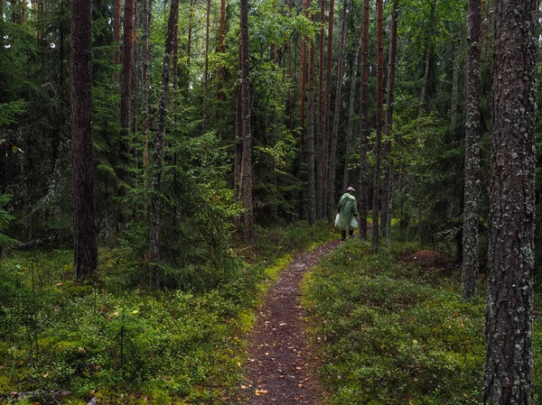 Mystical rain forest. Deep in the forest. The Forester goes on the trail through the dense forest. — Stock Photo, Image