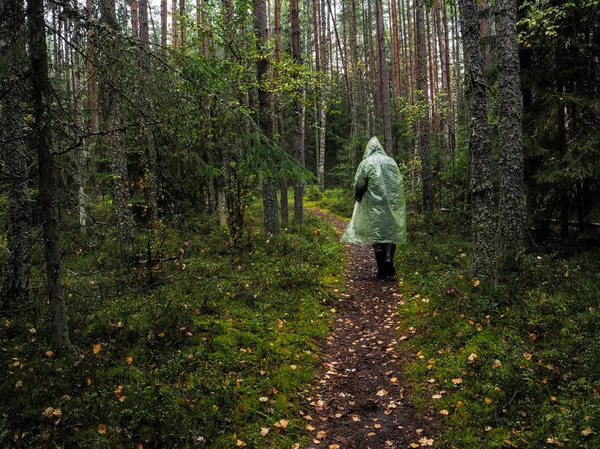 Mistik yağmur ormanları. Ormanın derinliklerinde. Forester yoğun orman ile iz devam ediyor.