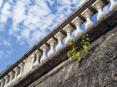Geometri mimarisi. Korkuluklar. Ağaç eski bir duvara büyür. Yaşama gücü kavramı. 