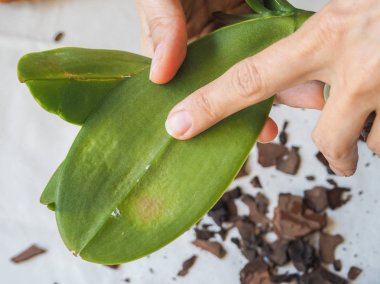Orkide yapraklarda parazit mealybug. Asalak bitkiler üzerinde. Bitki hastalıkları.