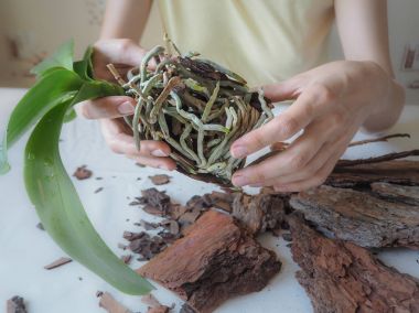 Nakil bitkileri. Orkide nakli. Evde bahçıvanlık, orkide yetiştirme..