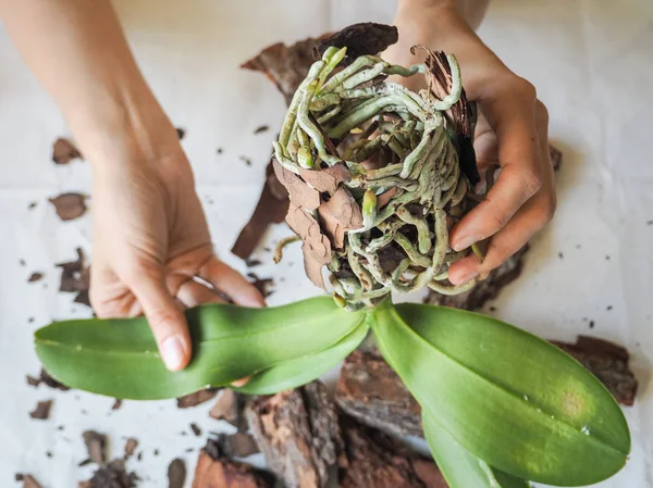 La cochinilla parasitaria sobre las hojas de las orquídeas. Parásitos en las plantas. Enfermedades de las plantas . — Foto de Stock