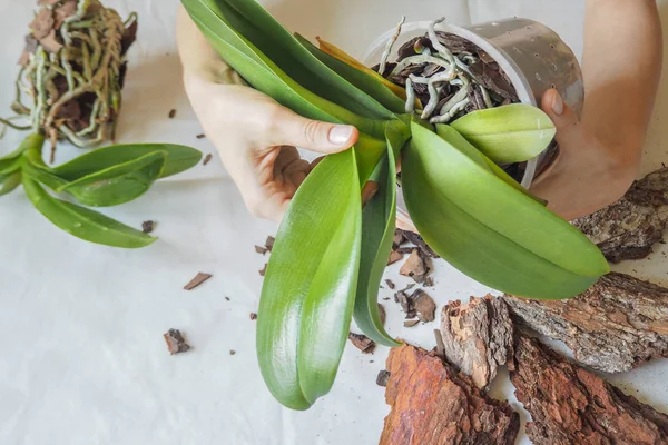 Пересаджувати рослини. Пересаджувати орхідеї. Домашнє озеленення, розведення орхідей . — стокове фото