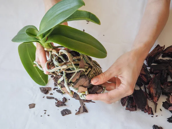 Пересаджувати рослини. Пересаджувати орхідеї. Домашнє озеленення, розведення орхідей . — стокове фото