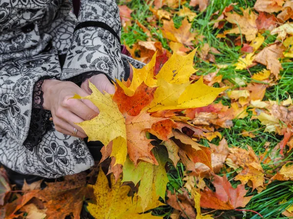Bright colored autumn maple leaves in the hands of a woman. Maple leaves in hands. Autumn mood. — Stockfoto