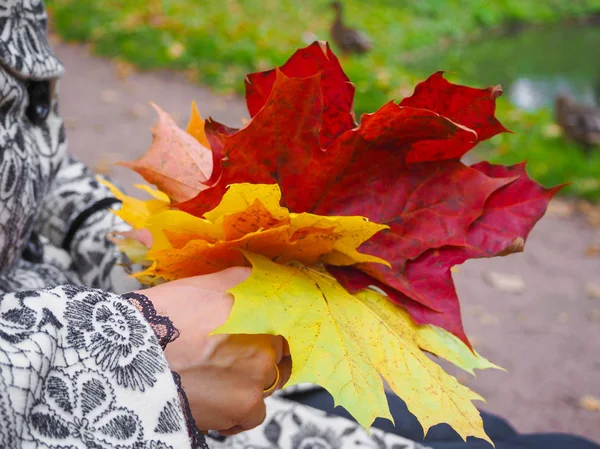 Яркие осенние кленовые листья в руках женщины. Клен уходит в руки. Осеннее настроение . — стоковое фото