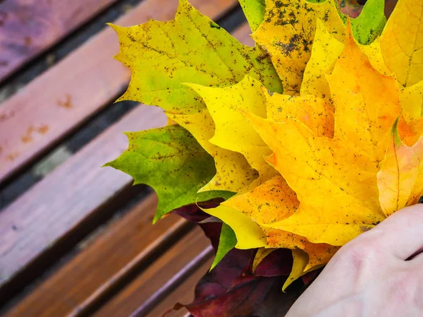 Bright colored autumn maple leaves in the hands of a woman. Maple leaves in hands. Autumn mood. — Stockfoto